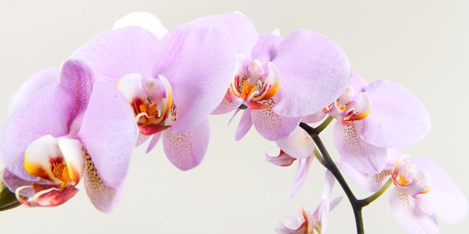orchid