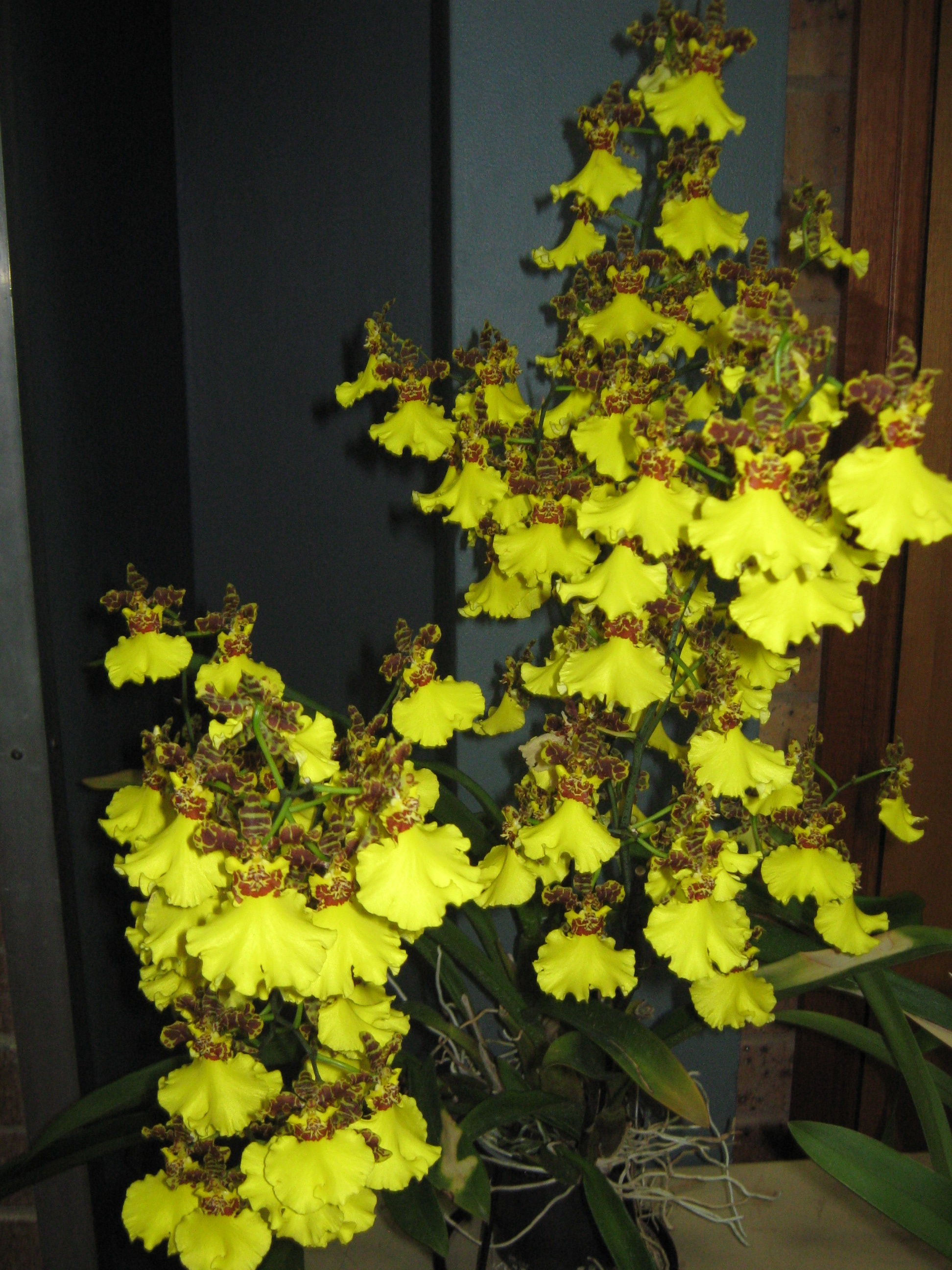 Orchid